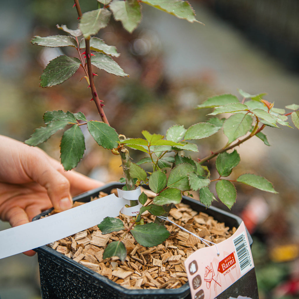 Rosa Stainless Steel – Simegarden
