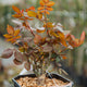 Simegarden Rosa Wanda Ferragamo 18 cm
