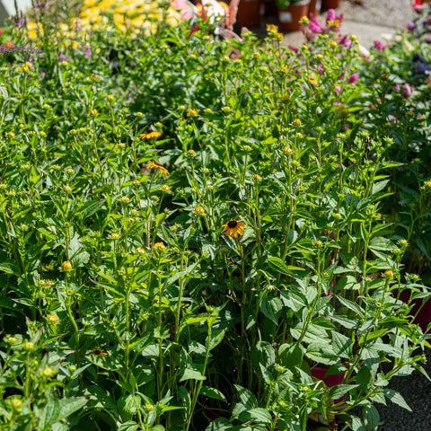 Simegarden Rudbeckia fulgida goldsturm 18 cm / Giallo