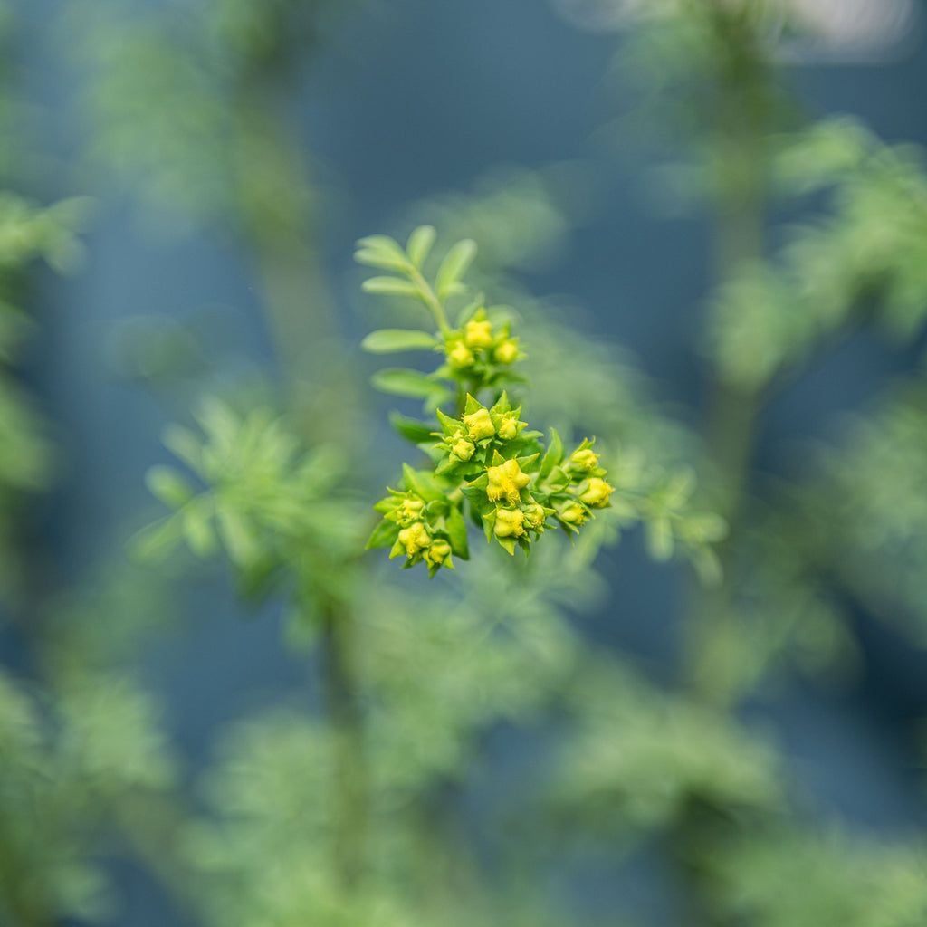 Semi Di Ruta Comune Biologica - Erba Aromatica E Medicinale, Confezione Da 100 Semi