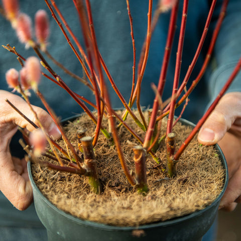 Simegarden Salix chaenomeloides mount aso