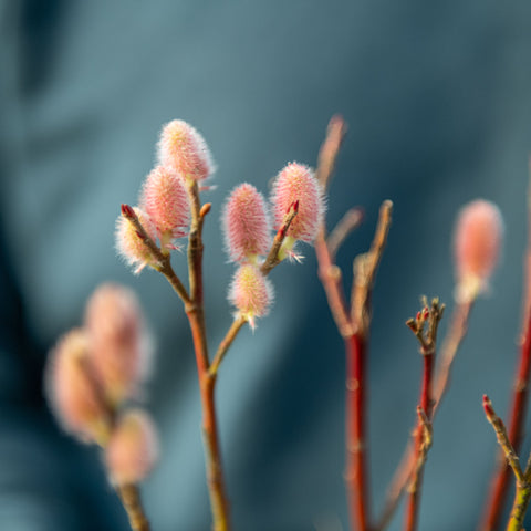 Simegarden Salix chaenomeloides mount aso
