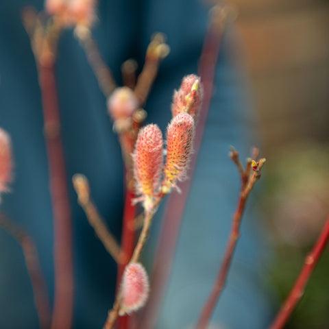 Simegarden Salix chaenomeloides mount aso