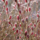 Simegarden Salix chaenomeloides mount aso