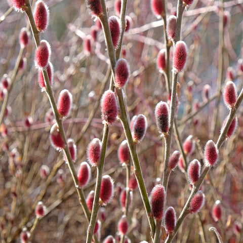 Simegarden Salix chaenomeloides mount aso