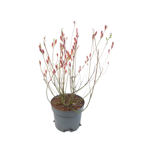 Simegarden Salix chaenomeloides mount aso