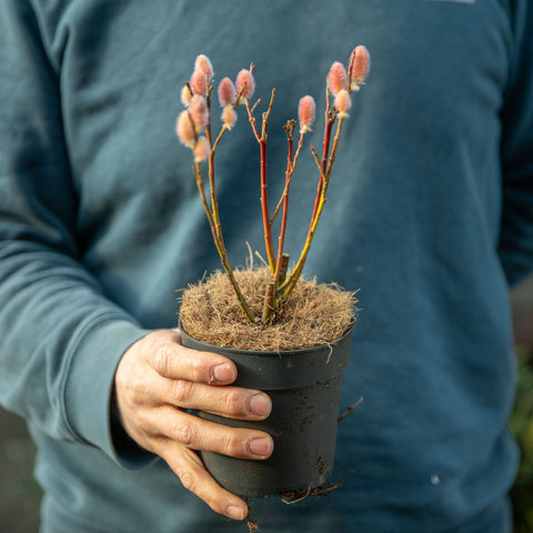 Simegarden Salix chaenomeloides mount aso 12 cm