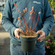 Simegarden Salix chaenomeloides mount aso 19 cm