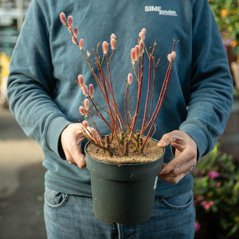 Simegarden Salix chaenomeloides mount aso 19 cm