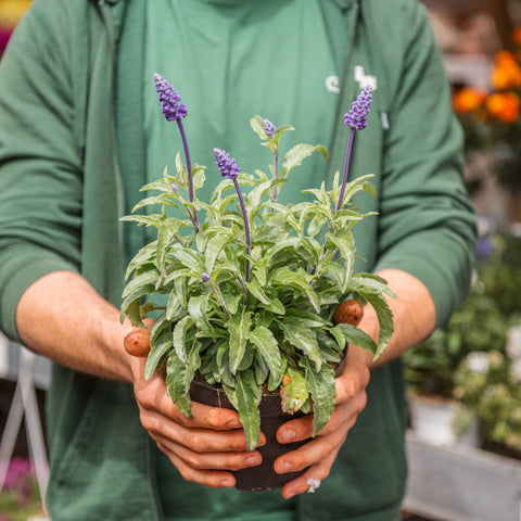 Simegarden Salvia farinacea 14 cm