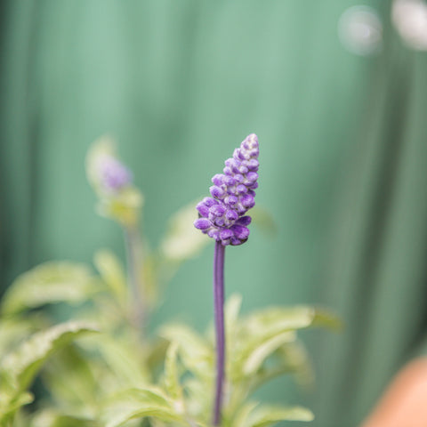 Simegarden Salvia farinacea 14 cm
