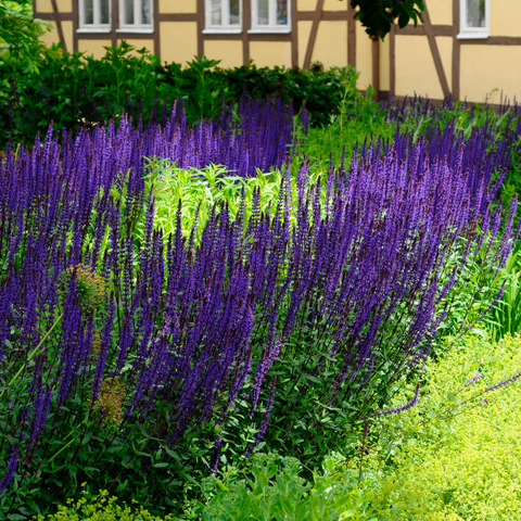 Simegarden Salvia farinacea