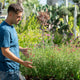 Simegarden Salvia greggii bicolor 17 cm