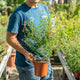 Simegarden Salvia greggii bicolor 17 cm