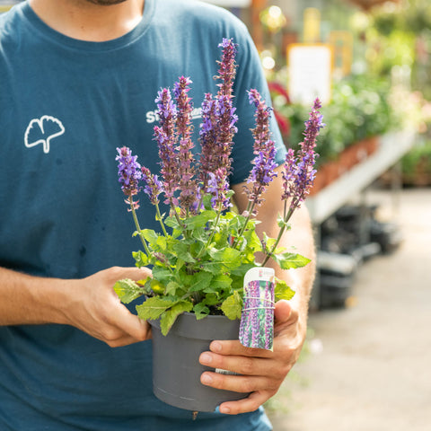 Simegarden Salvia nemorosa Blue Marvel 17 cm