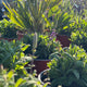 Simegarden Salvia nemorosa caradonna 17 cm