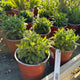 Simegarden Salvia nemorosa caradonna 17 cm