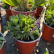 Simegarden Salvia nemorosa caradonna 17 cm