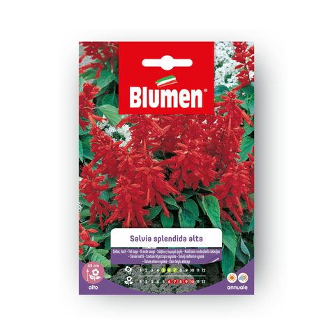 Simegarden SALVIA SPLENDIDA ALTA