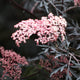 Simegarden Sambucus nigra black lace 18 cm