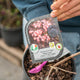 Simegarden Sambucus nigra black lace 18 cm
