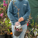 Simegarden Sambucus nigra black lace 18 cm