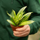 Simegarden Sanseveria trifasciata golden hahnii 9 cm
