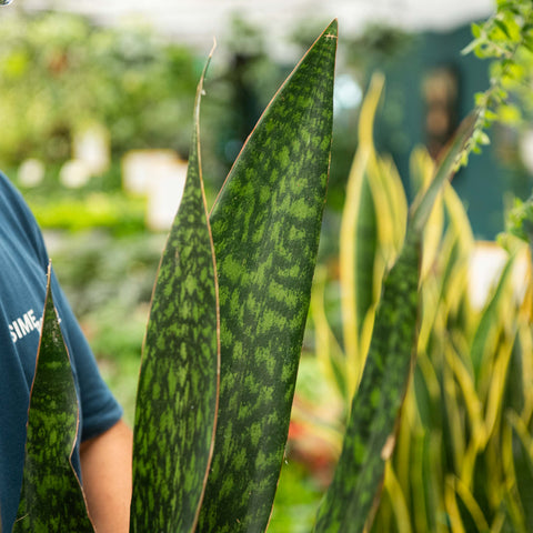 Simegarden Sansevieria aubrytiana dragon 21 cm