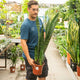 Simegarden Sansevieria aubrytiana dragon 21 cm