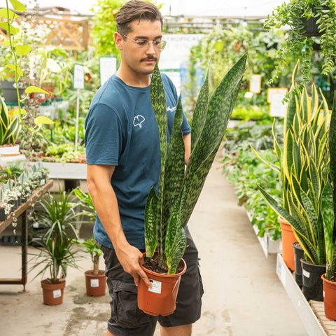 Simegarden Sansevieria aubrytiana dragon 21 cm