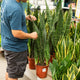 Simegarden Sansevieria aubrytiana dragon 21 cm
