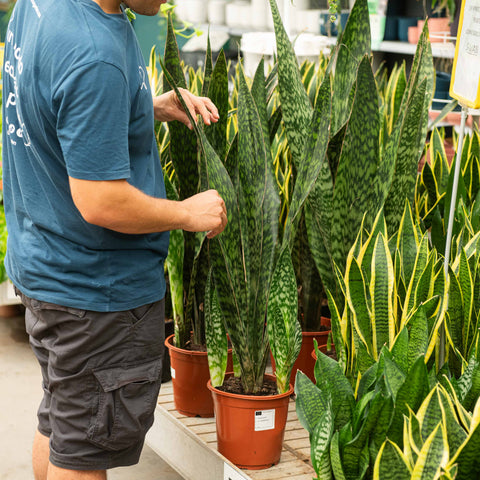 Simegarden Sansevieria aubrytiana dragon 21 cm