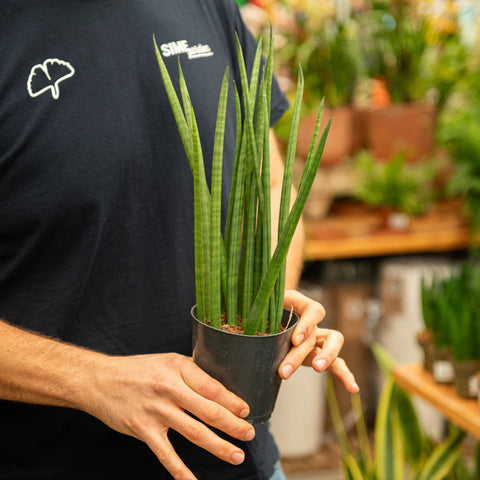 Simegarden Sansevieria cylindrica 12 cm