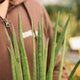 Simegarden Sansevieria cylindrica 12 cm