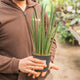 Simegarden Sansevieria cylindrica 12 cm