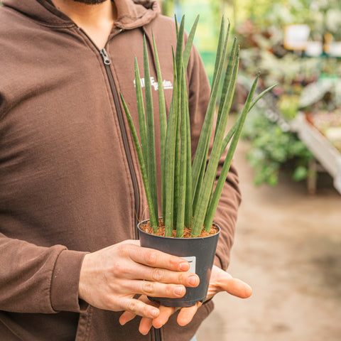 Simegarden Sansevieria cylindrica 12 cm