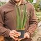 Simegarden Sansevieria cylindrica 12 cm