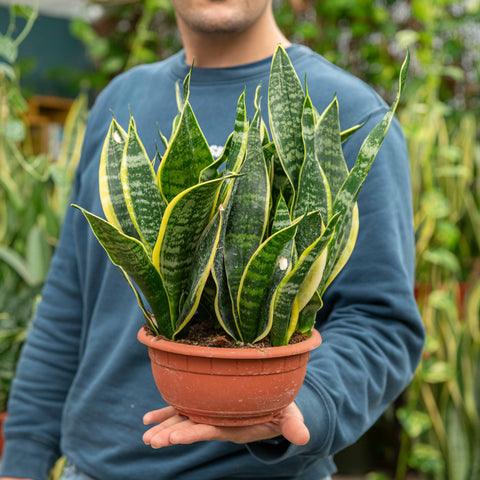 Simegarden Sansevieria futura superba 20 cm