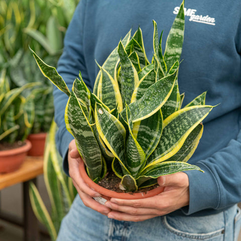 Simegarden Sansevieria futura superba