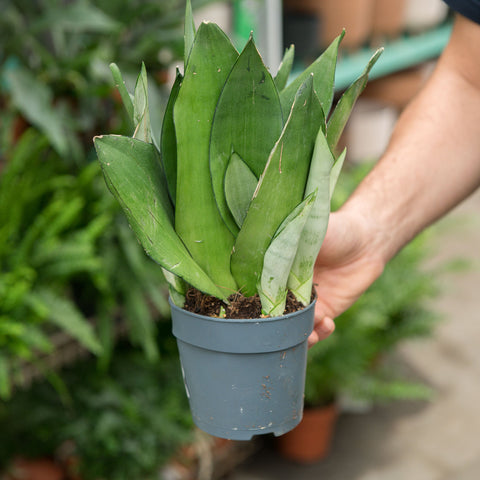 Simegarden Sansevieria moonshine 12 cm - XXL