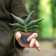 Simegarden Sansevieria stylish fan 6 cm