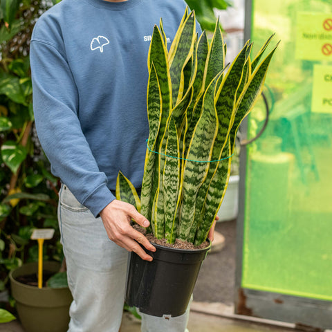 Simegarden Sansevieria trifasciata 21 cm