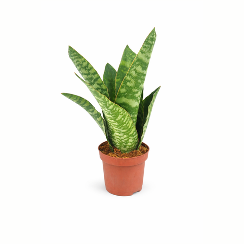 Simegarden Sansevieria trifasciata aubrytiana 9 cm