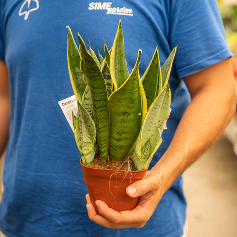 Simegarden Sansevieria trifasciata White Snow 12 cm