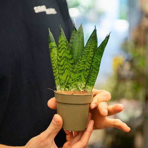 Simegarden Sansevieria zeylanica 9 cm