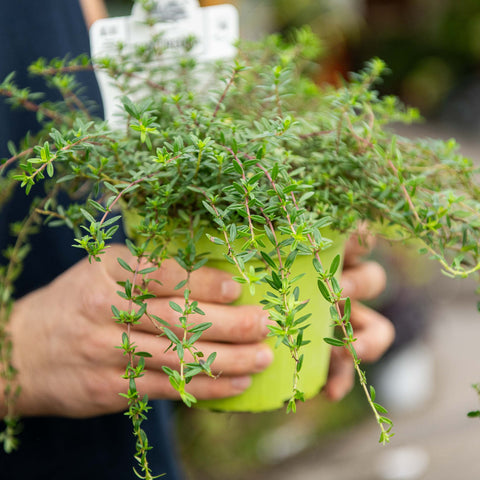 Simegarden Santoreggia 14 cm