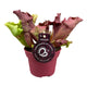 Simegarden Sarracenia Ewelina 12 cm