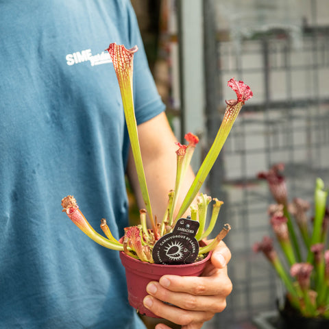 Simegarden Sarracenia farnhamii 12 cm