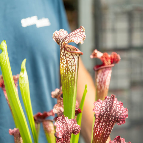 Simegarden Sarracenia farnhamii 12 cm
