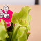 Simegarden Sarracenia purpurea